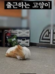 졸고있는 고양이