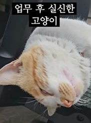밤 업무 후 쉬신한 고양이